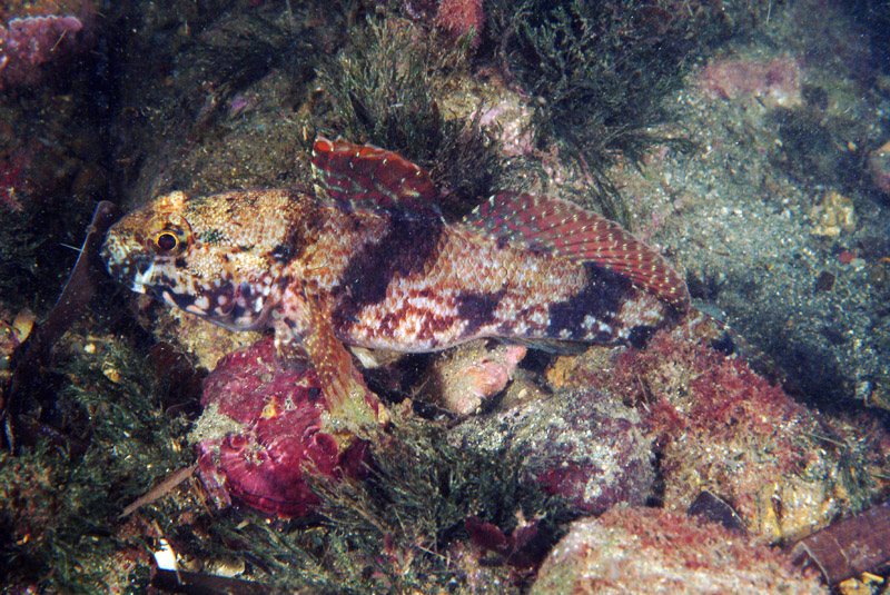 Gobius paganellus - Tavolozza di colori!